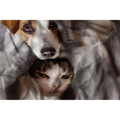 Parure Copripiumino Singolo 1 Posto GoodNight Peggy B22 - Passarelli Biancheria