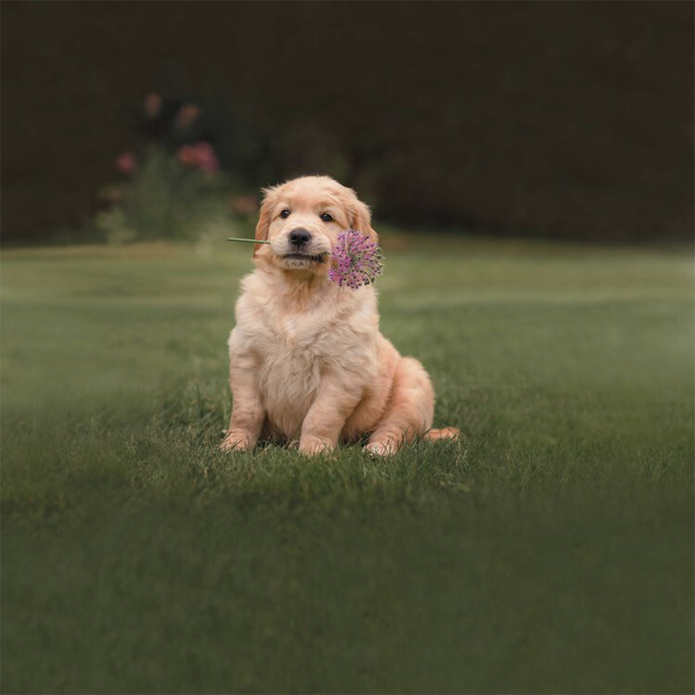 Bassetti Completo Lenzuola Copriletto Matrimoniale Pongo 2507S110