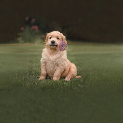 Bassetti Completo Lenzuola Copriletto Matrimoniale Pongo 2507S110